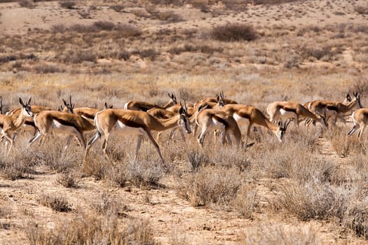 herd of springbok, Kgalagadi Transfontier park, South Africa