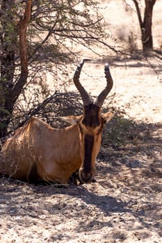 A Tsessebe (Damaliscus lunatus) stood facing the camera, in natural setting, South Africa, Kgalagadi