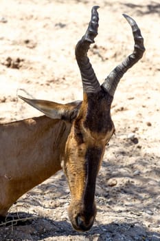 A Tsessebe (Damaliscus lunatus) stood facing the camera, in natural setting, South Africa, Kgalagadi