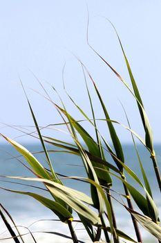 Green reed plant with the ocean in the background.