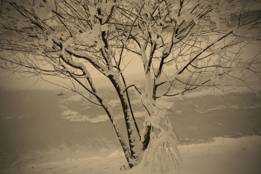 winter landscape with covered by snow tree on the frozen riverside, instagram image style