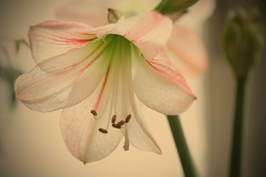 Flower to White Lily with Red Strip and Buton on Back Plan, instagram image style