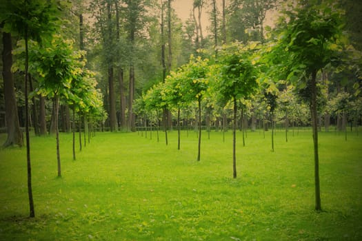 rows young trees in public town park, instagram image style