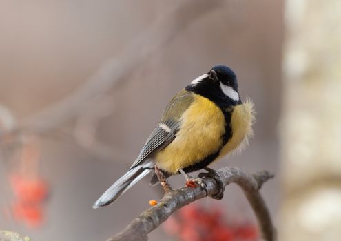 The big titmouse sits on a tree branch in winter day