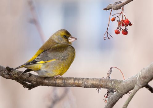 The greenfinch sits on a mountain ash branch in rainy winter day