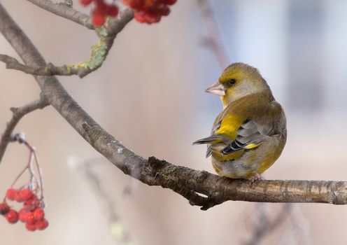 The greenfinch sits on a mountain ash branch in rainy winter day