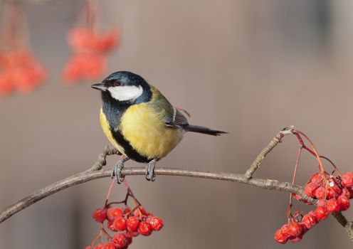 The big titmouse sits on a tree branch in winter day