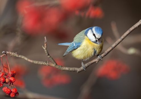 The blue titmouse sits on a mountain ash branch