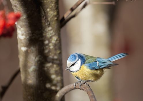 The blue titmouse sits on a mountain ash branch