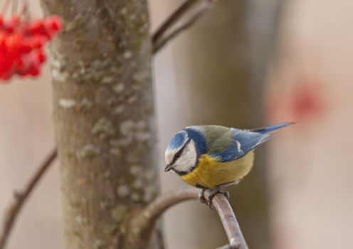 The blue titmouse sits on a mountain ash branch