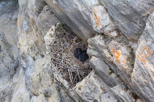 Two baby crows in a nest on a mountain side