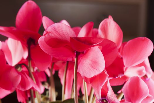 Pink cyclamen in close up, horizontal image
