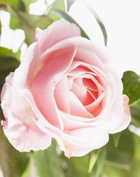 Delicate pink rose in strict close up