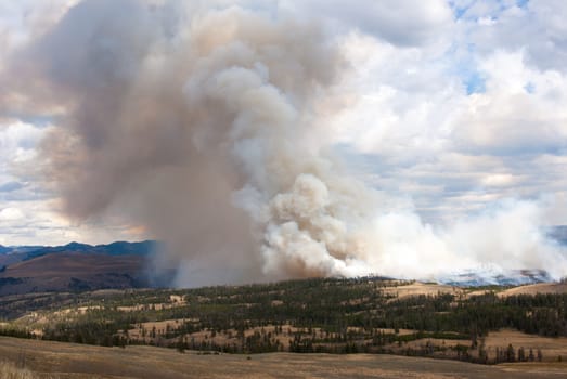 Forest fire in Yellowstone National Park, Wyoming USA