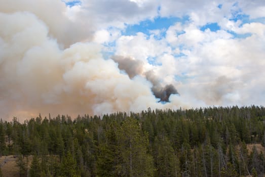 Forest fire in Yellowstone National Park, Wyoming USA