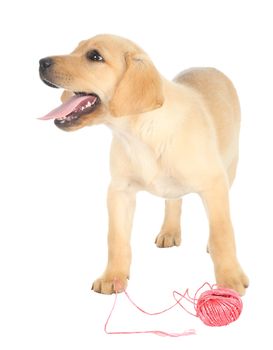 Adorable puppy with a ball of red string