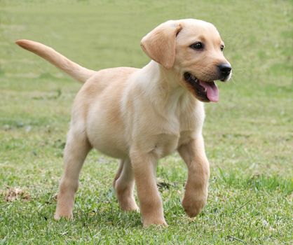 Cute labrador puppy running on the green grass