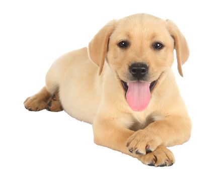 Cute labrador puppy lying down with it's legs crossed