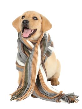 Cute labrador puppy with a woolen scarf around it's neck