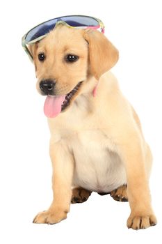 Cute labrador puppy with sunglasses on it's head