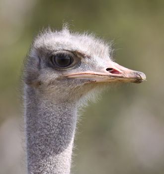Portrait of an ostrich bird with large round eye