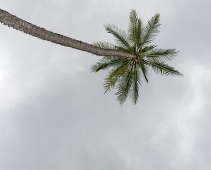 Coconut palm grey sky, Sri Lanka, Asia.