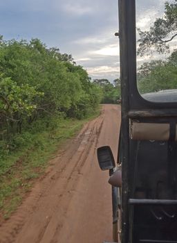 Red dirt road from inside safari jeep in Yala National Park, Sri Lanka, Southern Province, Asia,