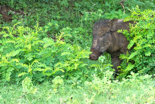 Wild boar peeking in Yala National Park, Sri Lanka, Southern Province, Asia,