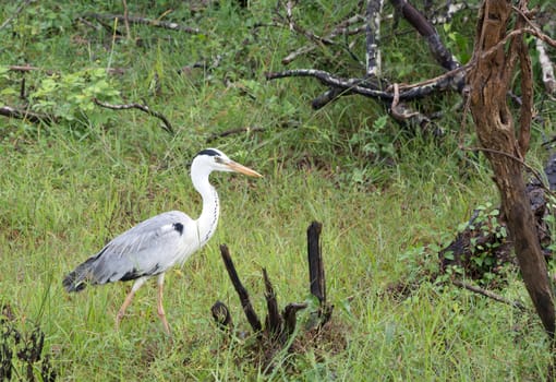 Grey Heron in Yala National Park, Sri Lanka, Southern Province, Asia,