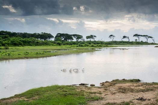 White Spoonbill in Yala National Park, Sri Lanka, Southern Province, Asia,
