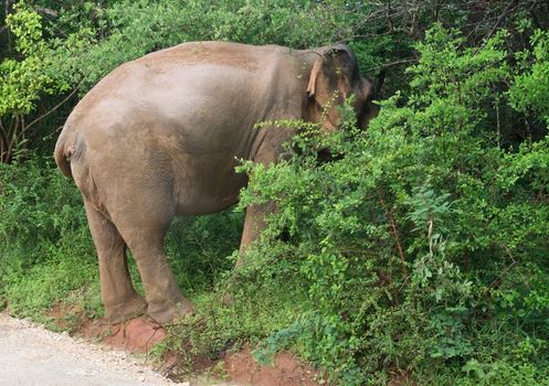 Male Sri Lankan elephant with tusks walking on dirt road and grazing in foliage in Yala National Park, Sri Lanka, Southern Province, Asia,