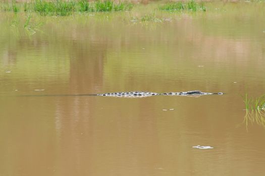Crocodile lurching in muddy lake in Yala National Park, Sri Lanka, Southern Province, Asia,