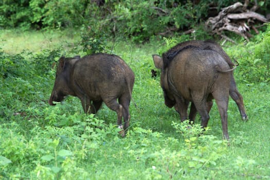 Wild boars in Yala National Park, Sri Lanka, Southern Province, Asia,