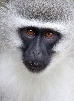 Portrait of a cute Vervet Monkey in South Africa