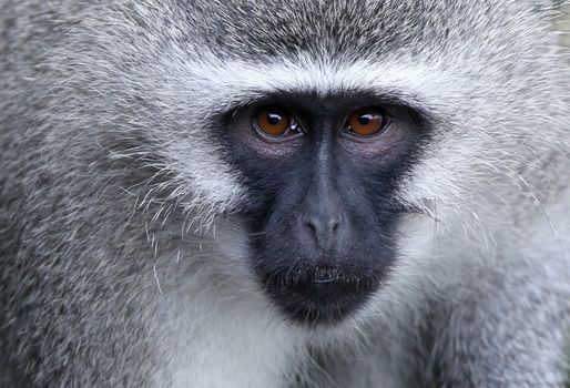 Portrait of a cute Vervet Monkey in South Africa