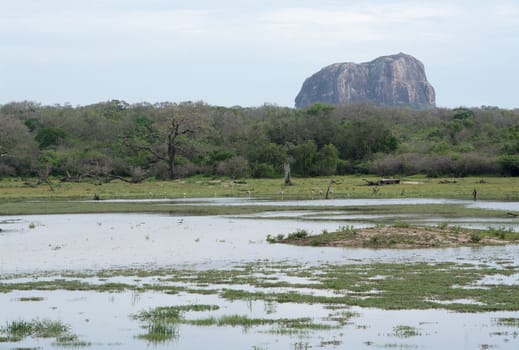 Mountain and painted storks in Yala National Park, Sri Lanka, Southern Province, Asia,