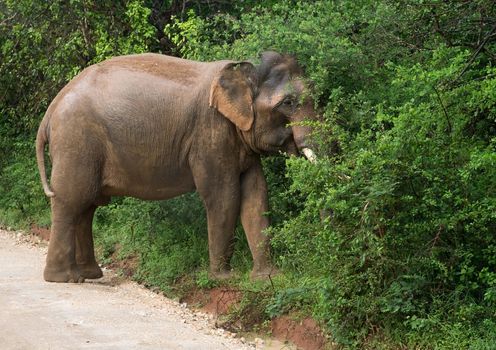 Male Sri Lankan elephant with tusks walking on dirt road and grazing in foliage in Yala National Park, Sri Lanka, Southern Province, Asia,