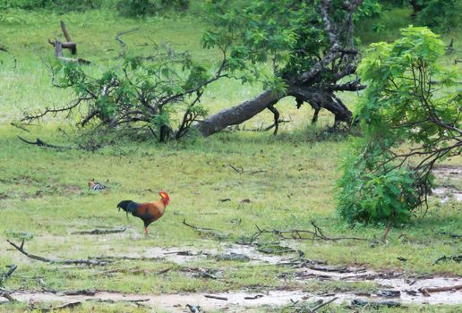 Junglefowl (Gallus lafayetii) Sri Lanka national bird in Yala National Park, Sri Lanka, Southern Province, Asia,