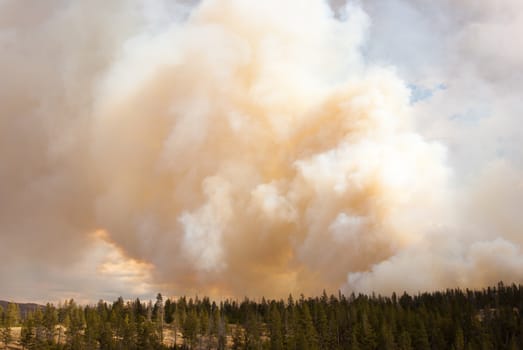 Forest fire in Yellowstone National Park, Wyoming USA