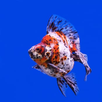 beautiful goldfish in the aquarium   