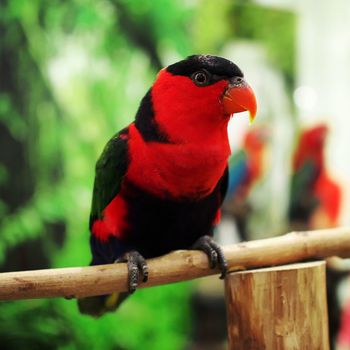 closeup of beautiful eclectus parrot