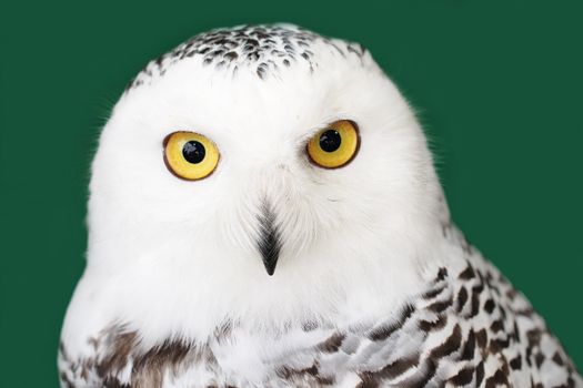 closeup of snow owl with nature background