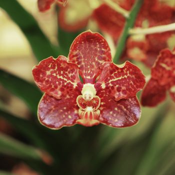closeup of beautiful orchid flower