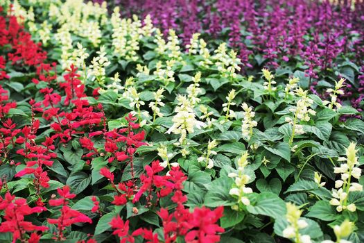 colorful of salvia flower in the garden