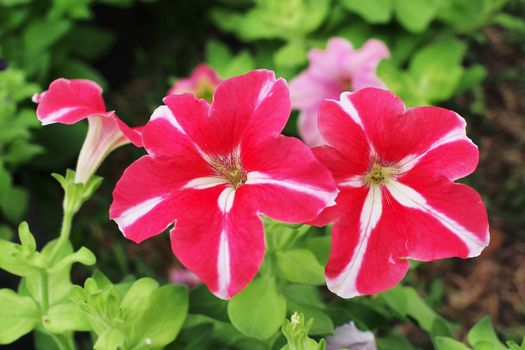 colorful of petunia flower in the garden