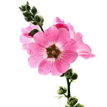 hollyhock flower isolated on white background