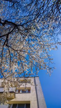 Spring in Polish city. Cherry blossoms tree, blue sky and apartment building