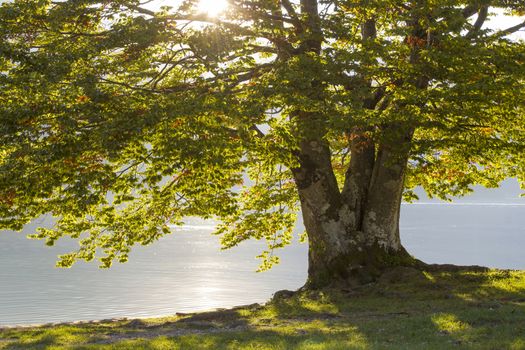 Old tree by the Bohinj lake, Slovenia