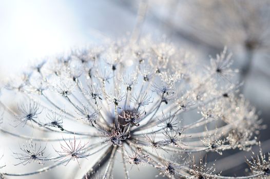 Umbelliferous plant cow-parsnip in winter in rime frost in Russia