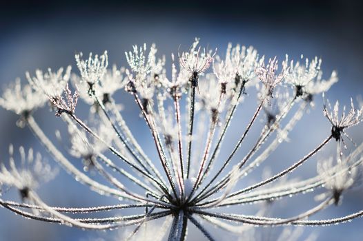 Umbelliferous plant cow-parsnip in winter in rime frost in Russia